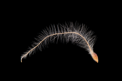 Fruit isolé de la Clématite (Clematis vitalba)